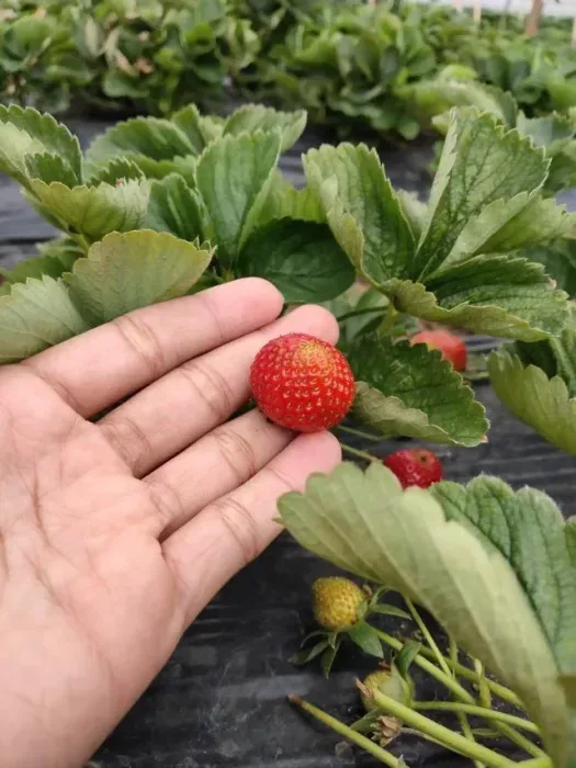 Wisata Petik Stroberi Bedugul