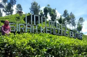 kebun teh sirah kencong