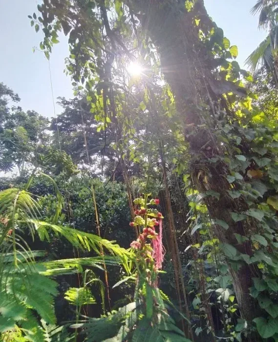 forest walk babakan siliwangi