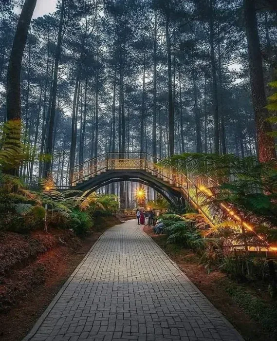 orchid forest cikole