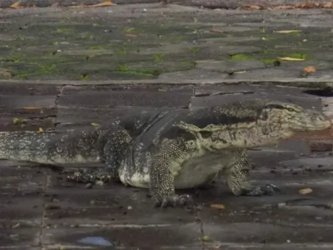 pulau biawak indramayu