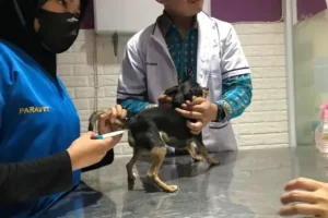 dokter hewan banjarmasin
