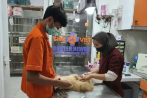 dokter hewan medan
