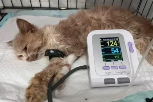 dokter hewan pontianak
