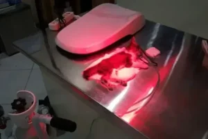 dokter hewan sidoarjo