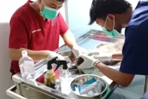 dokter hewan surabaya