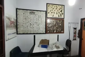 dokter hewan jambi