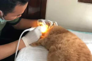 dokter hewan sukabumi