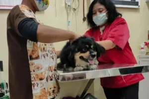 dokter hewan bekasi