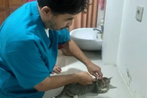 dokter hewan blora
