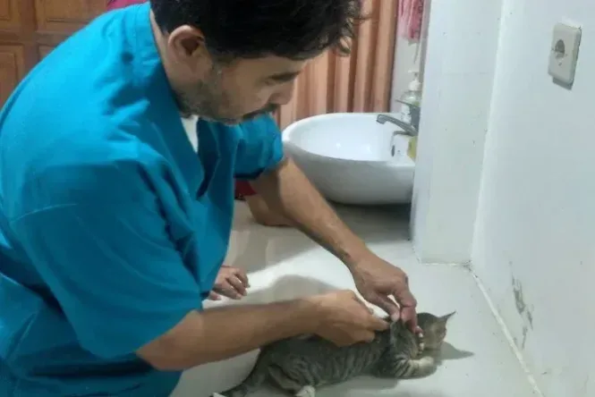 dokter hewan blora