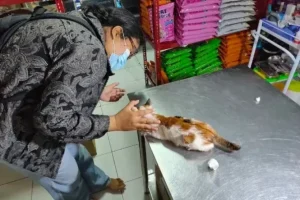 dokter hewan serang