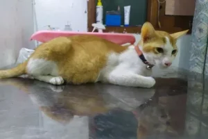 dokter hewan gresik