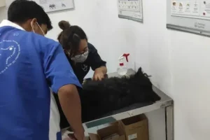 dokter hewan kepanjen