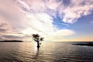 pulau bungin