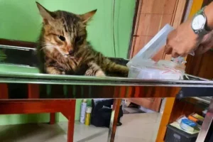 dokter hewan banjarnegara