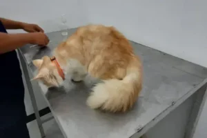 dokter hewan boyolali