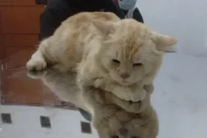 dokter hewan subang