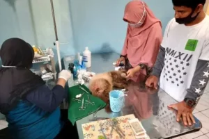 dokter hewan ambon
