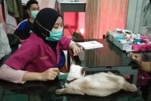dokter hewan bangkalan