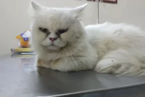dokter hewan probolinggo
