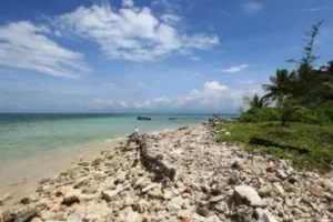 pulau tikus