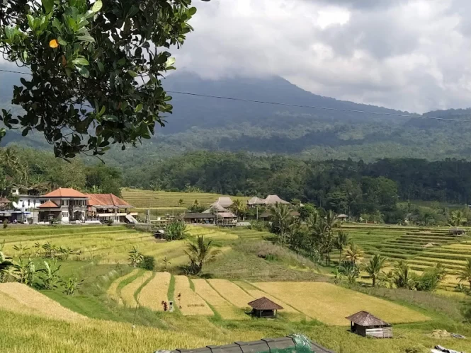 jatiluwih tabanan 2