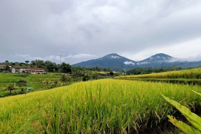 jatiluwih tabanan