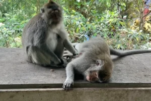 monkey forest