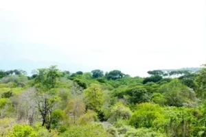 pulau rambut