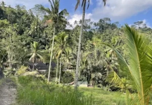 bali rêve