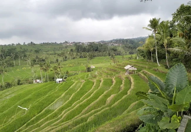 catavaca jatiluwih