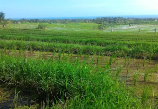 desa wisata antosari