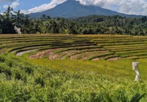 desa wisata belimbing