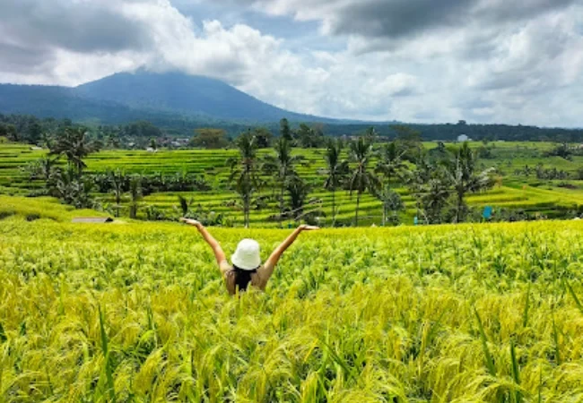 desa wisata jatiluwih