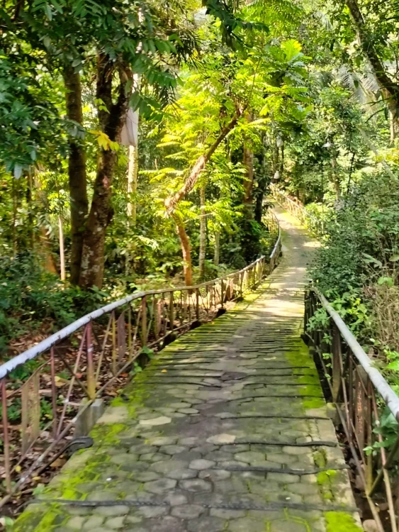 desa wisata osing kemiren 2