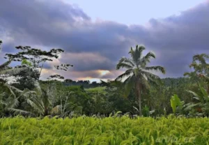 desa wisata wongayagede