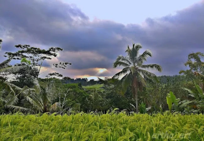 desa wisata wongayagede