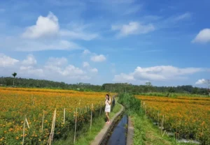 gumitir garden
