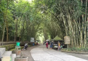 hutan bambu lumajang