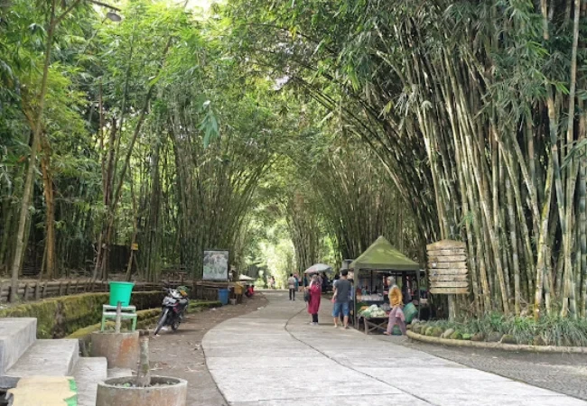 hutan bambu lumajang