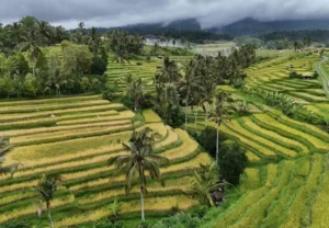 jatiluwih rice terrace