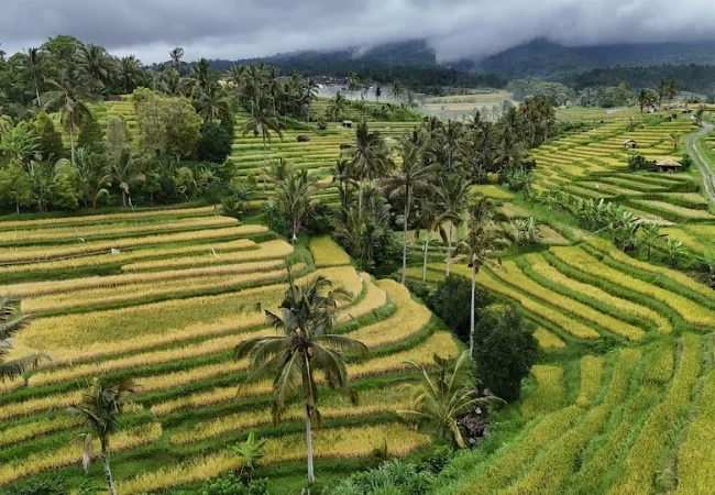 jatiluwih rice terrace