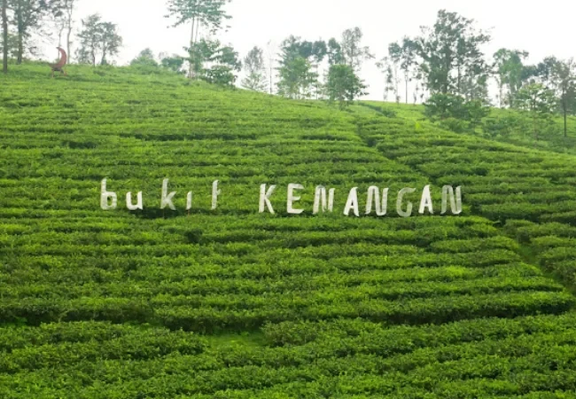 kebun teh kertowono