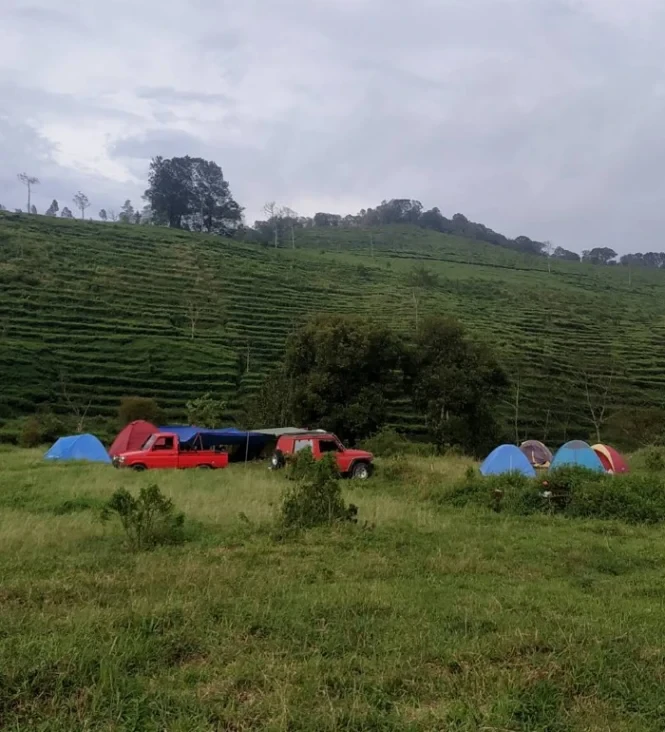 kebun teh medini 2