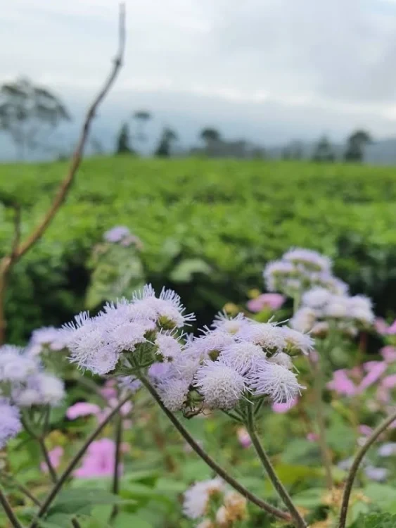 kebun teh medini 3
