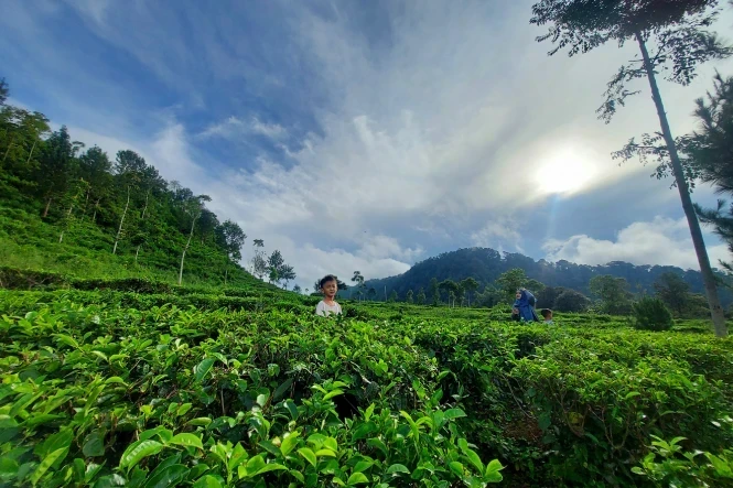 kebun teh medini