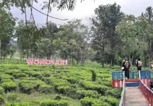 kebun teh wonosari