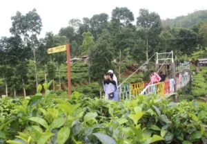 perkebunan teh gunung gambir