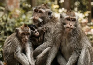 sangeh monkey forest
